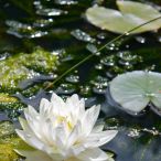 White Lotus Floating in Lily Pads